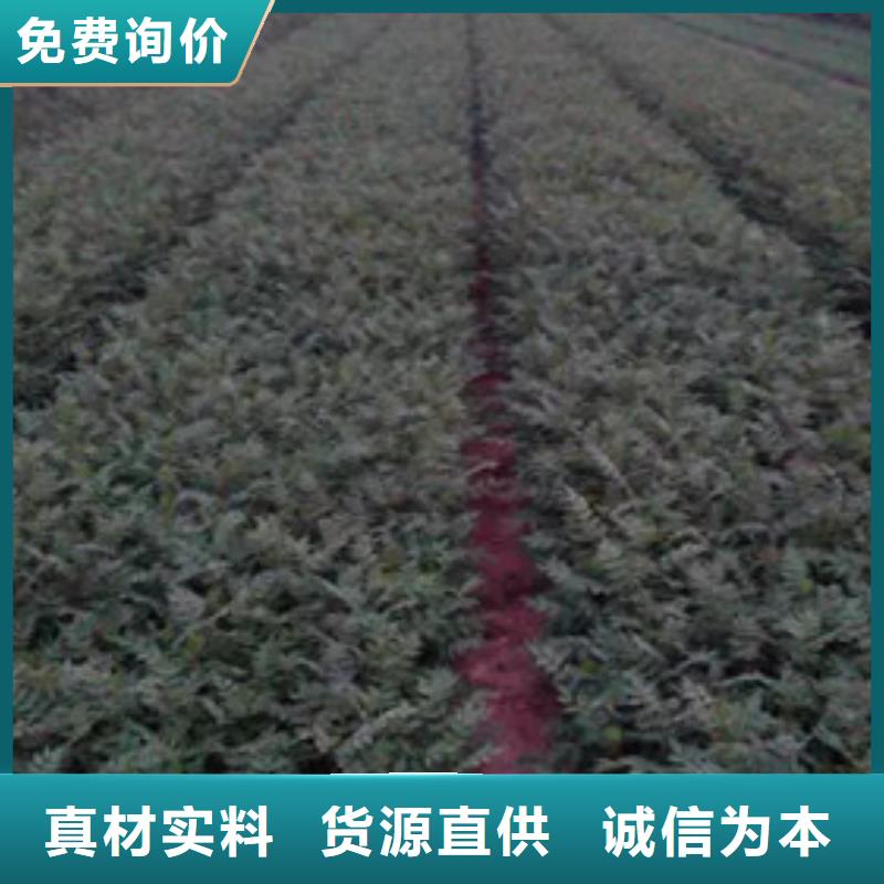 花椒苗板栗苗为您提供一站式采购服务