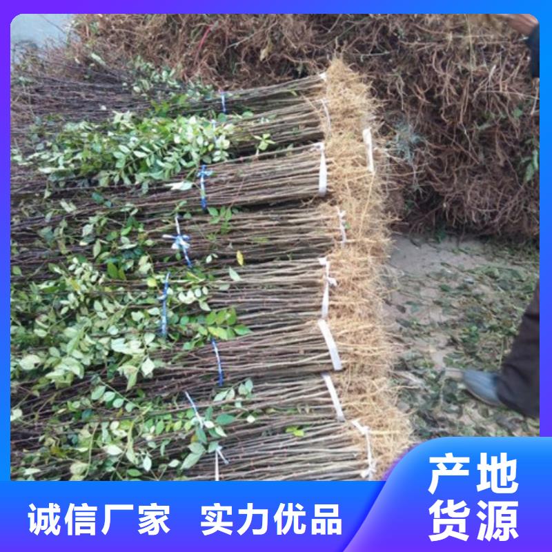 花椒苗梨树苗产地批发