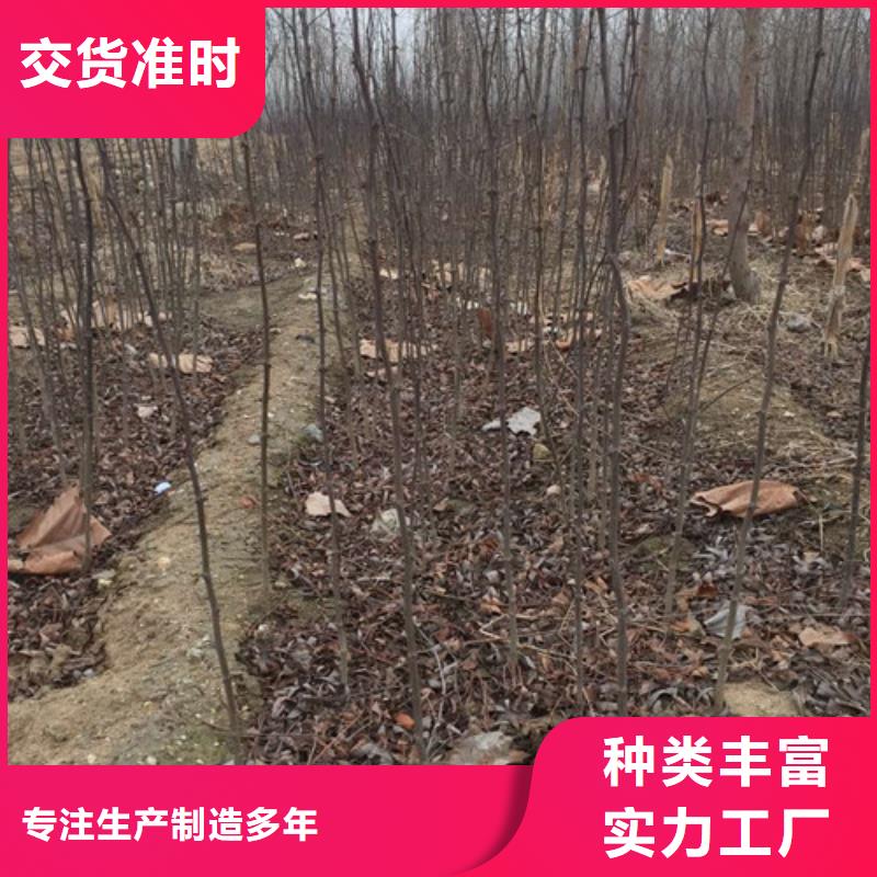 花椒苗板栗苗一手货源