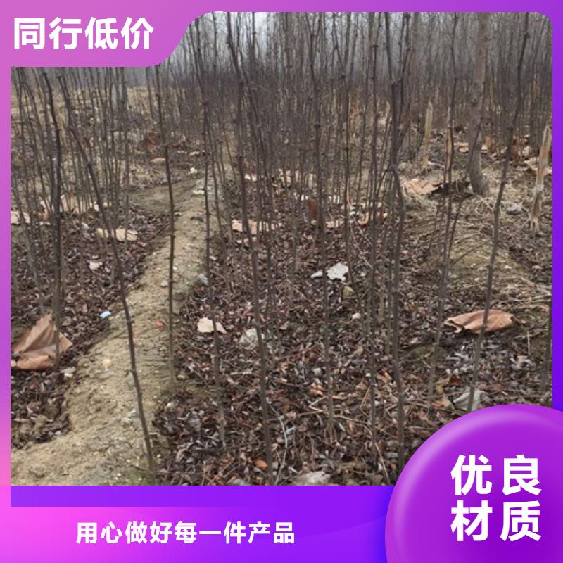 花椒苗现货实拍
