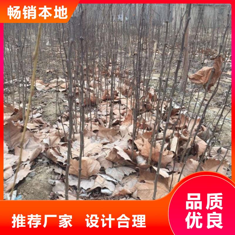 花椒苗板栗苗为您提供一站式采购服务