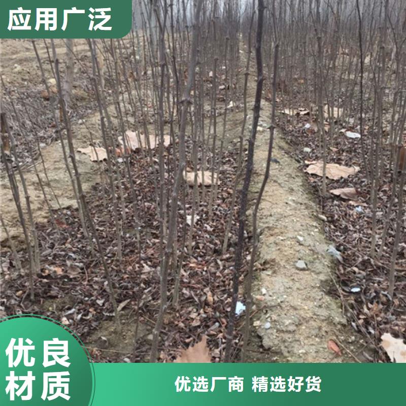 【花椒苗】,板栗苗拥有核心技术优势