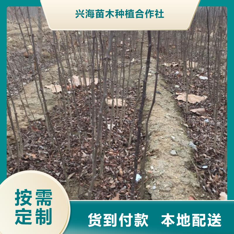 花椒苗-苹果苗高标准高品质