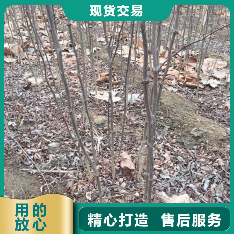 花椒苗核桃苗N年专注