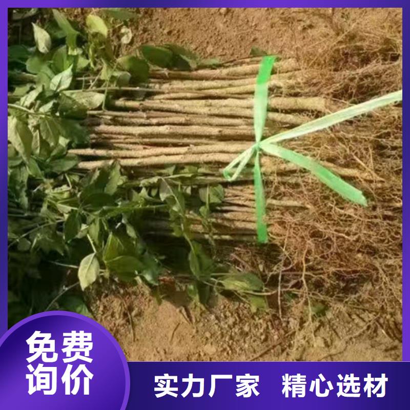花椒苗板栗苗为您提供一站式采购服务