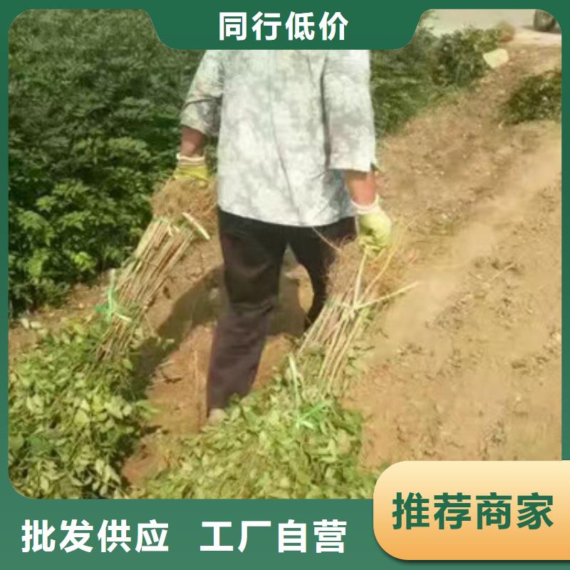 花椒苗核桃苗N年专注