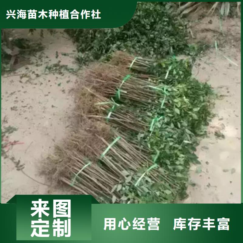 花椒苗核桃苗N年专注