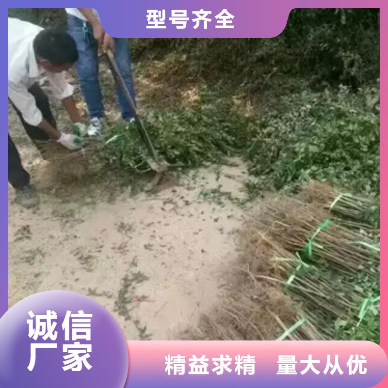 【花椒苗桃树苗现货采购】