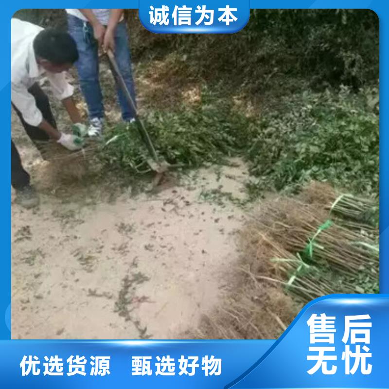 花椒苗板栗苗为您提供一站式采购服务