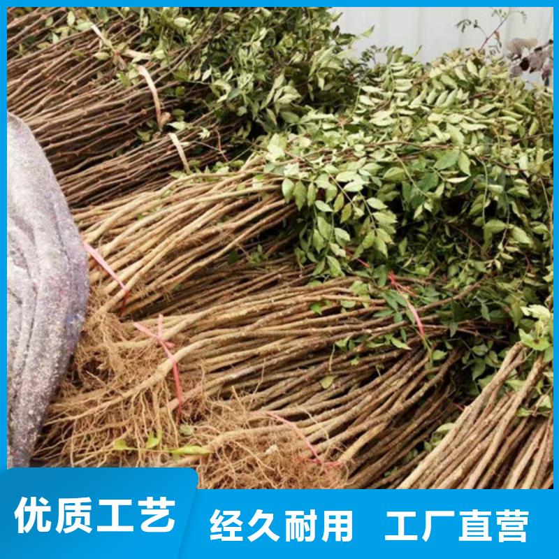 花椒苗核桃苗N年专注