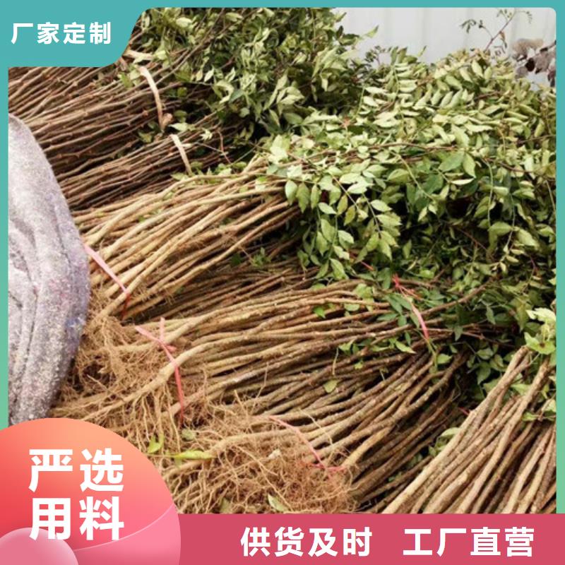【花椒苗】,板栗苗拥有核心技术优势