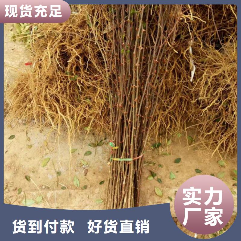 花椒苗板栗苗为您提供一站式采购服务
