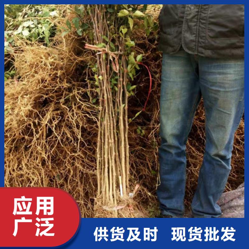 花椒苗核桃苗N年专注
