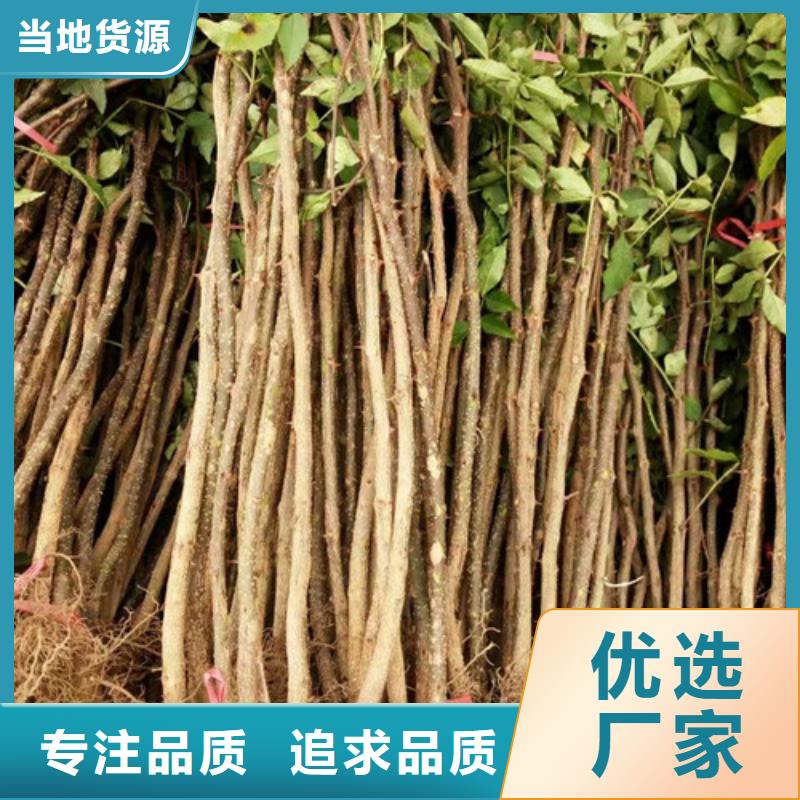花椒苗核桃苗N年专注