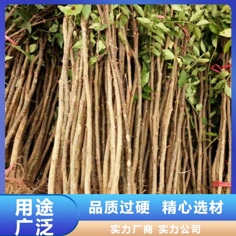 【花椒苗桃树苗现货采购】