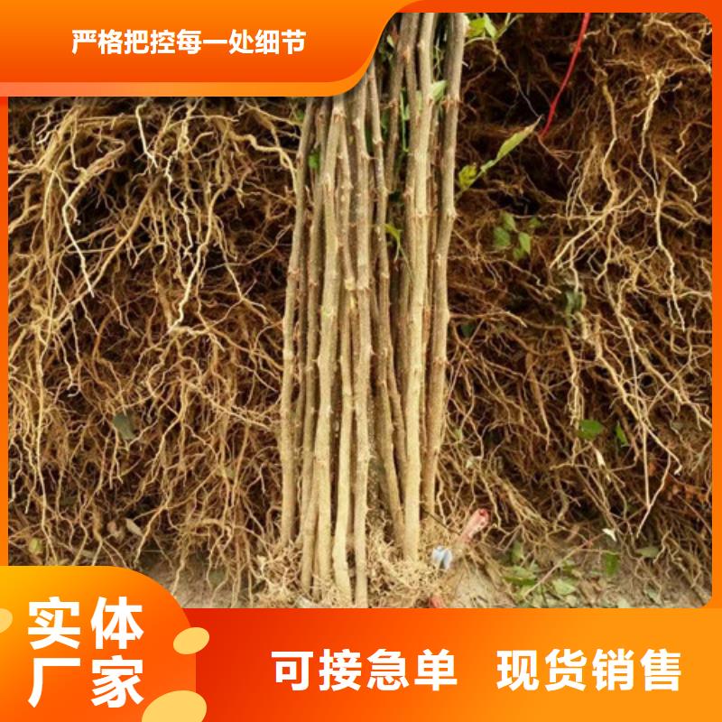 花椒苗核桃苗N年专注