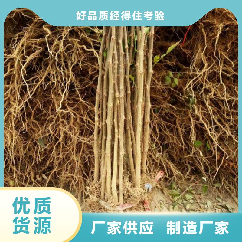 花椒苗梨树苗产地批发