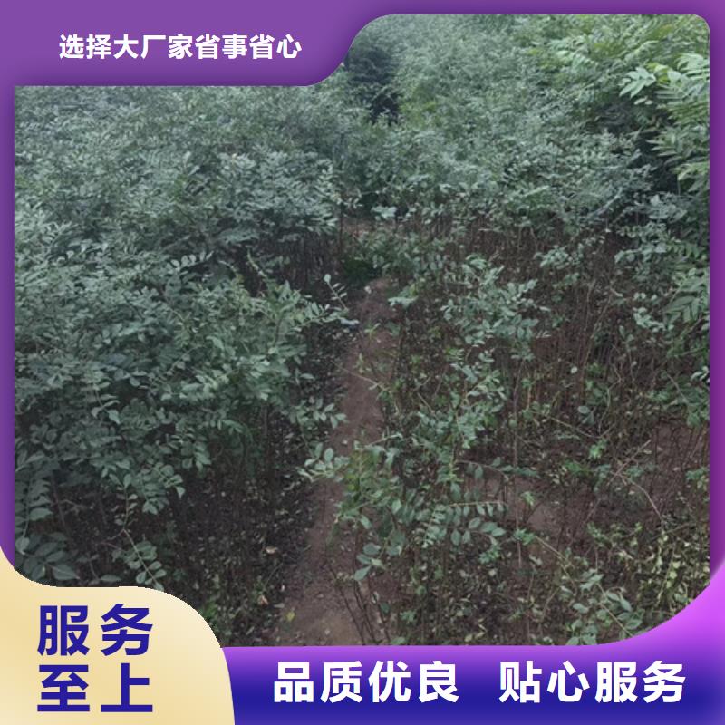 花椒苗梨树苗产地批发