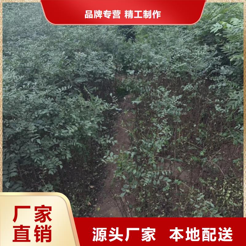 【花椒苗桃树苗现货采购】