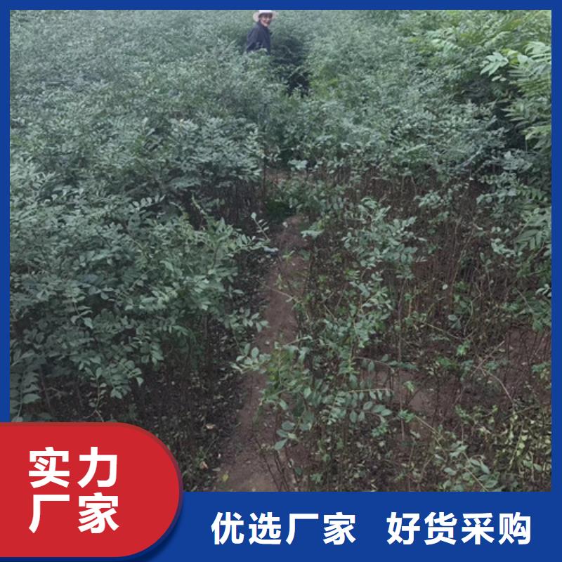 花椒苗核桃苗N年专注