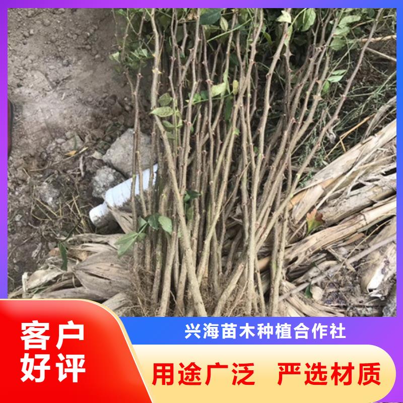 花椒苗-苹果苗高标准高品质