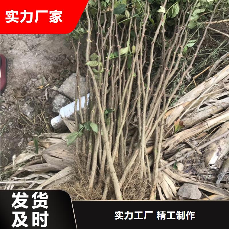花椒苗核桃苗N年专注