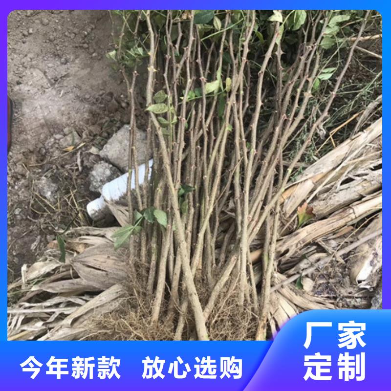 花椒苗核桃苗N年专注