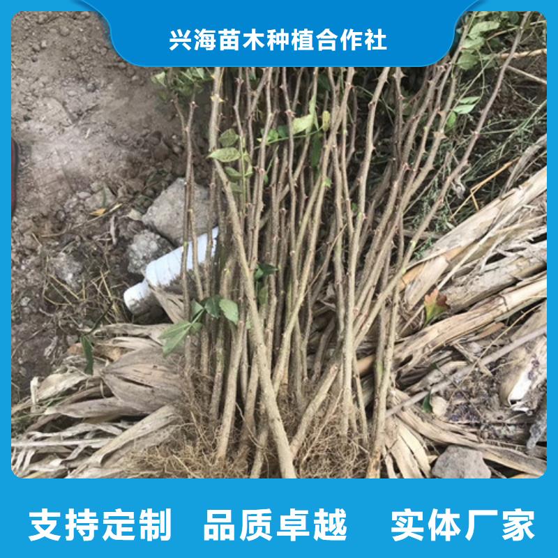 花椒苗板栗苗为您提供一站式采购服务