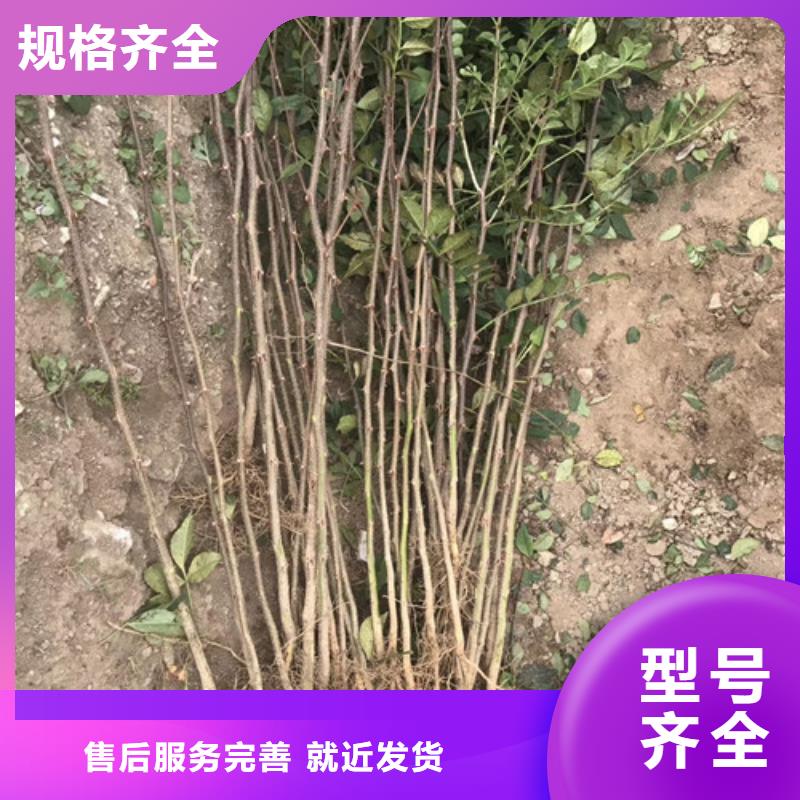 【花椒苗】,板栗苗拥有核心技术优势