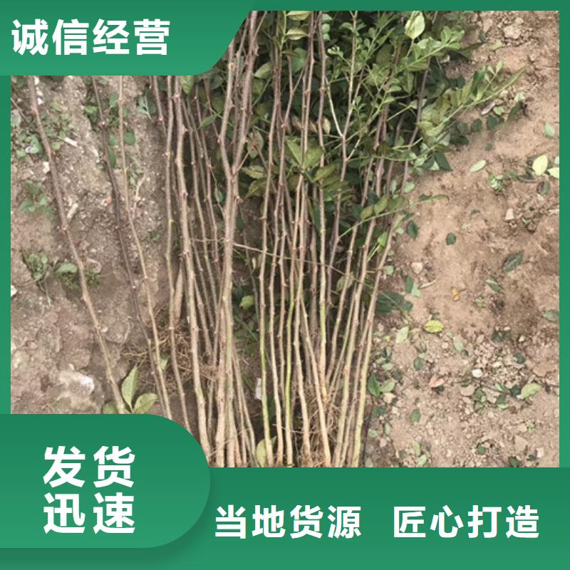 花椒苗核桃苗N年专注