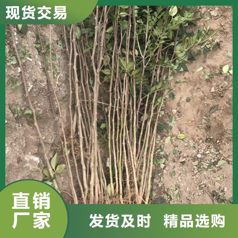 花椒苗梨树苗产地批发
