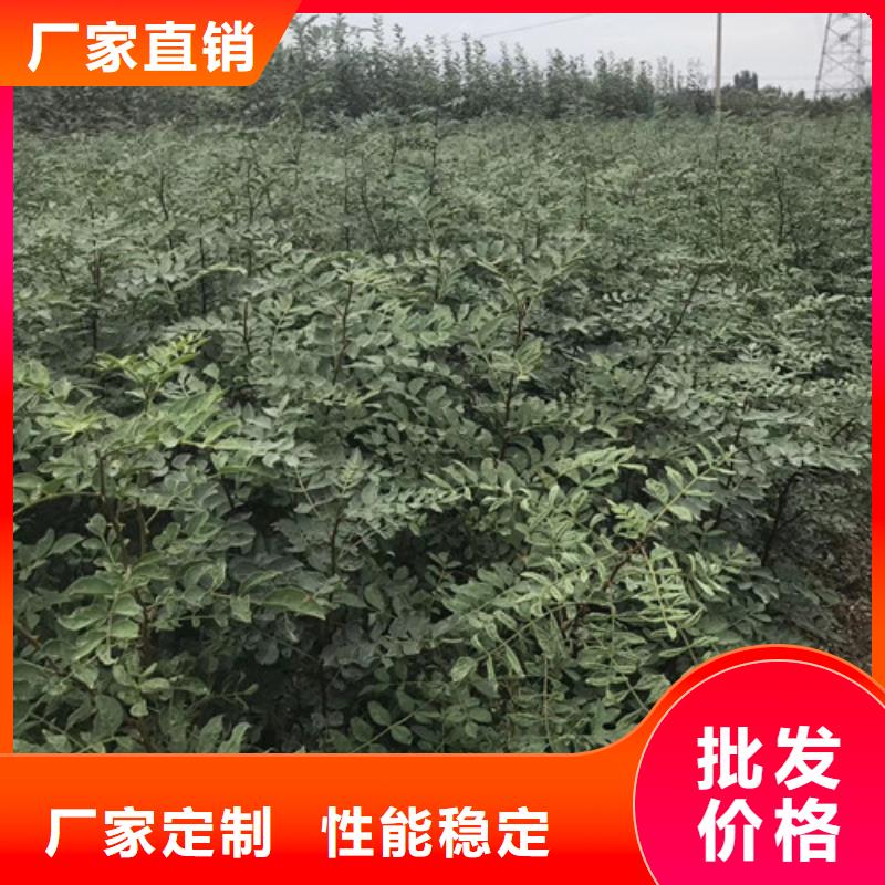 花椒苗核桃苗N年专注