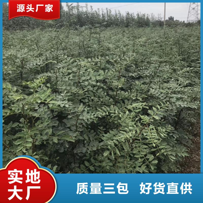 花椒苗板栗苗为您提供一站式采购服务