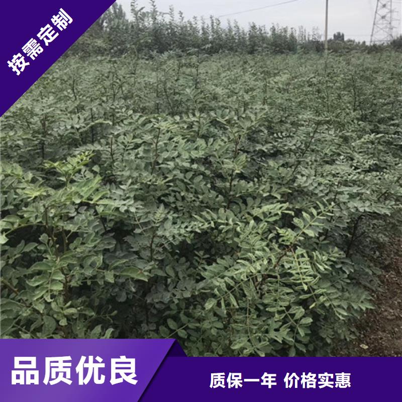 花椒苗板栗苗一手货源