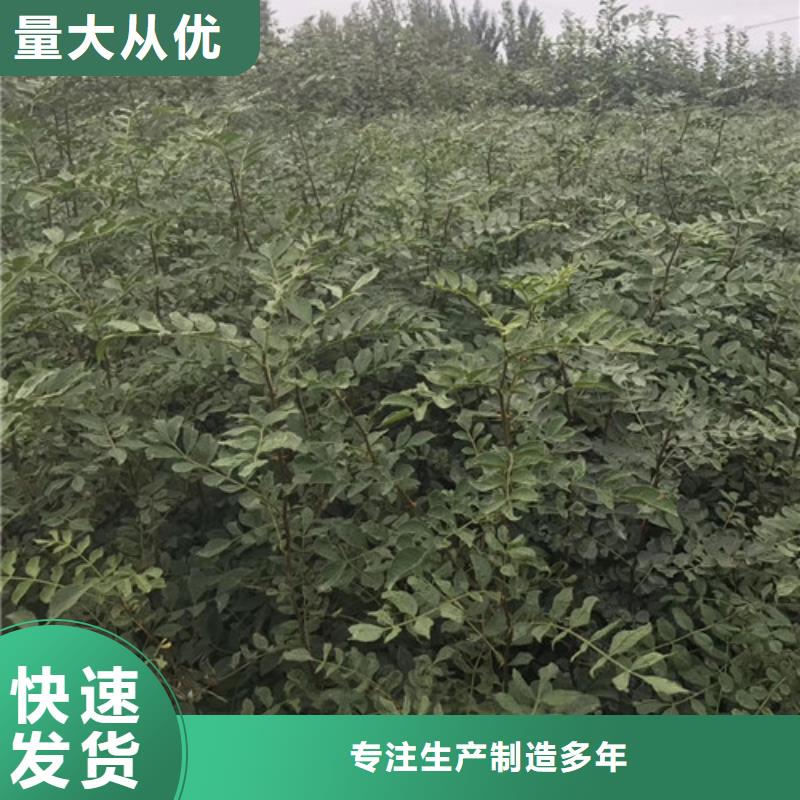 花椒苗梨树苗产地批发