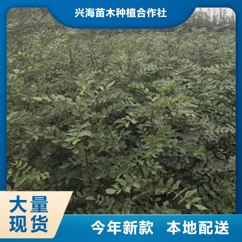 花椒苗板栗苗一手货源