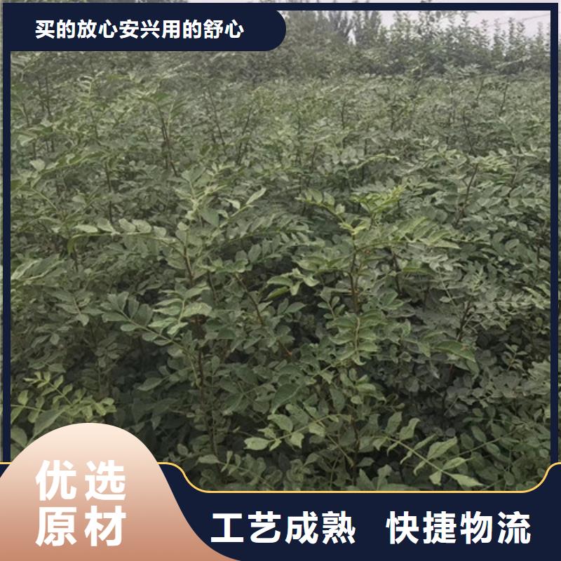花椒苗梨树苗产地批发