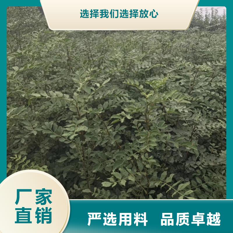 花椒苗-苹果苗高标准高品质