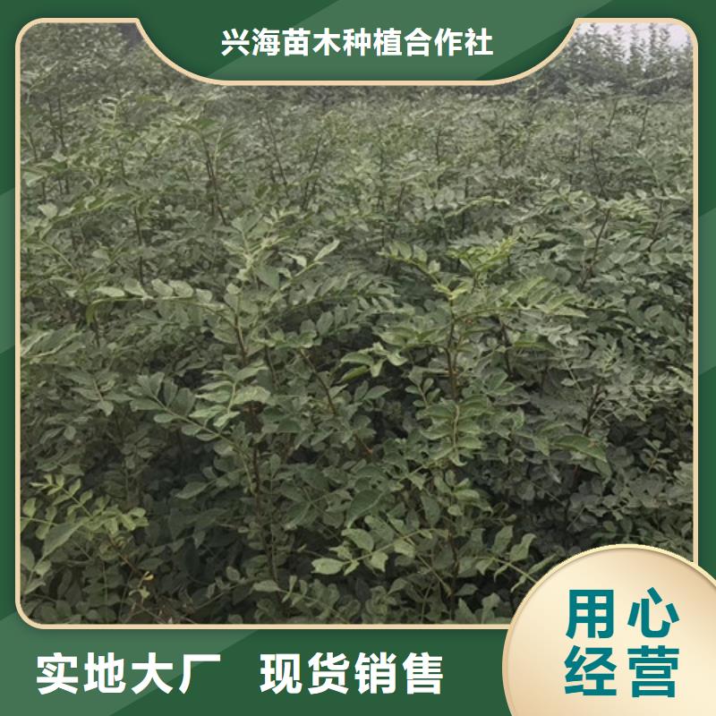 花椒苗核桃苗N年专注
