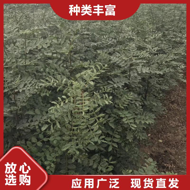 花椒苗梨树苗产地批发