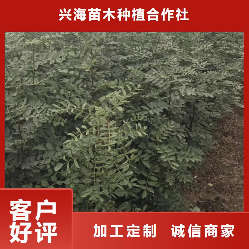 【花椒苗】,板栗苗拥有核心技术优势