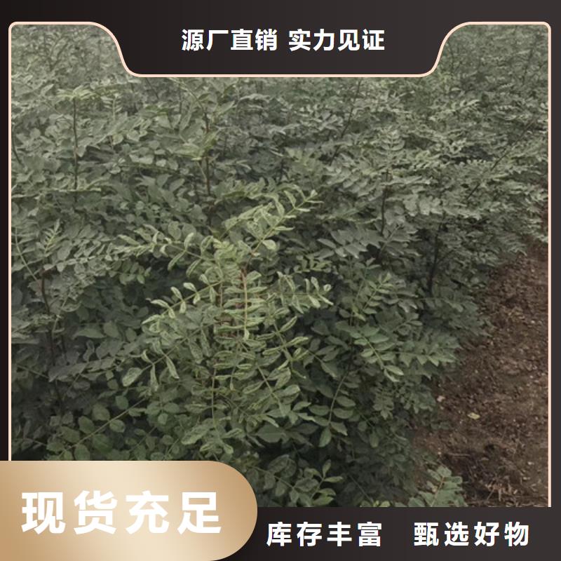 花椒苗性能稳定