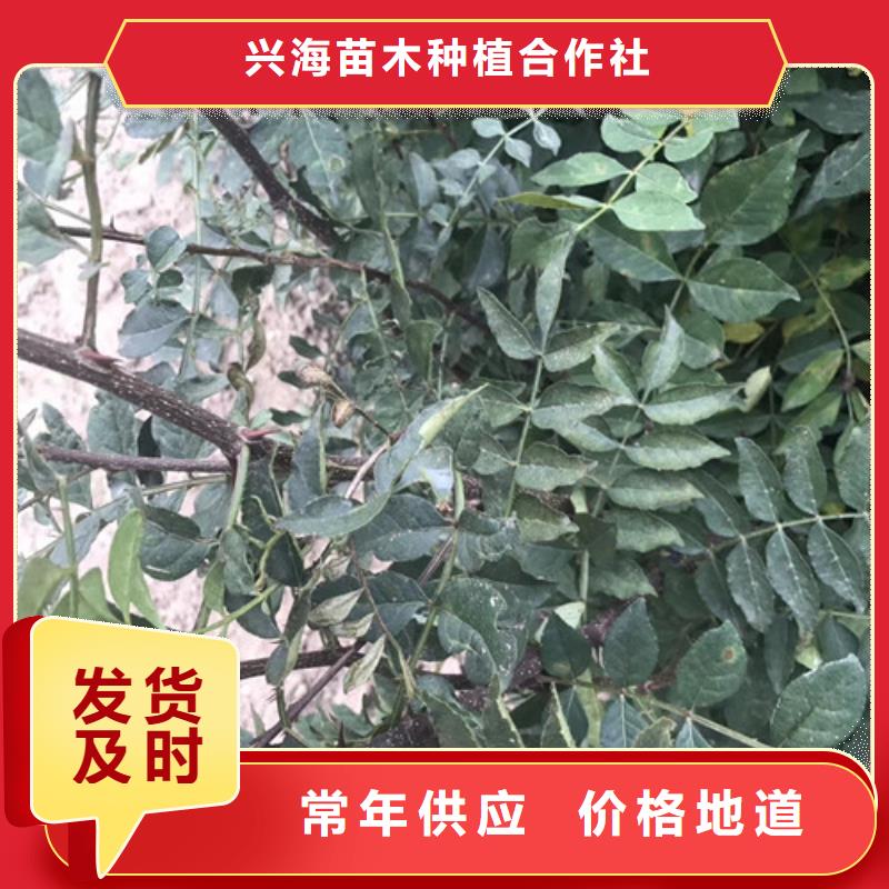 花椒苗核桃苗N年专注