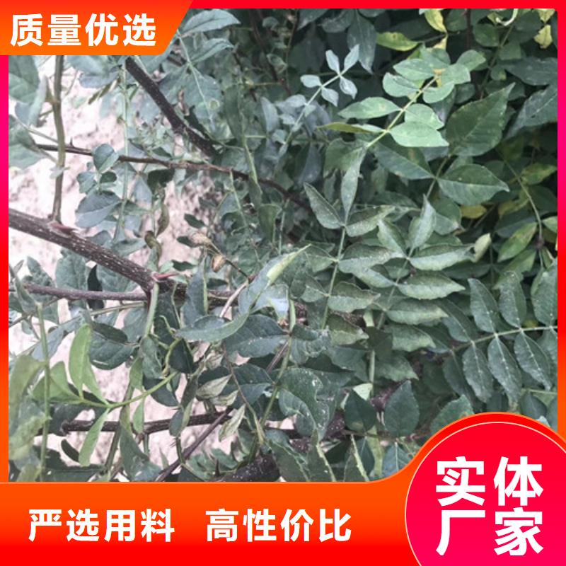 花椒苗-苹果苗高标准高品质