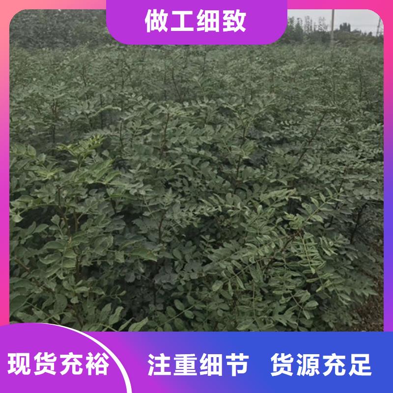 花椒苗梨树苗产地批发