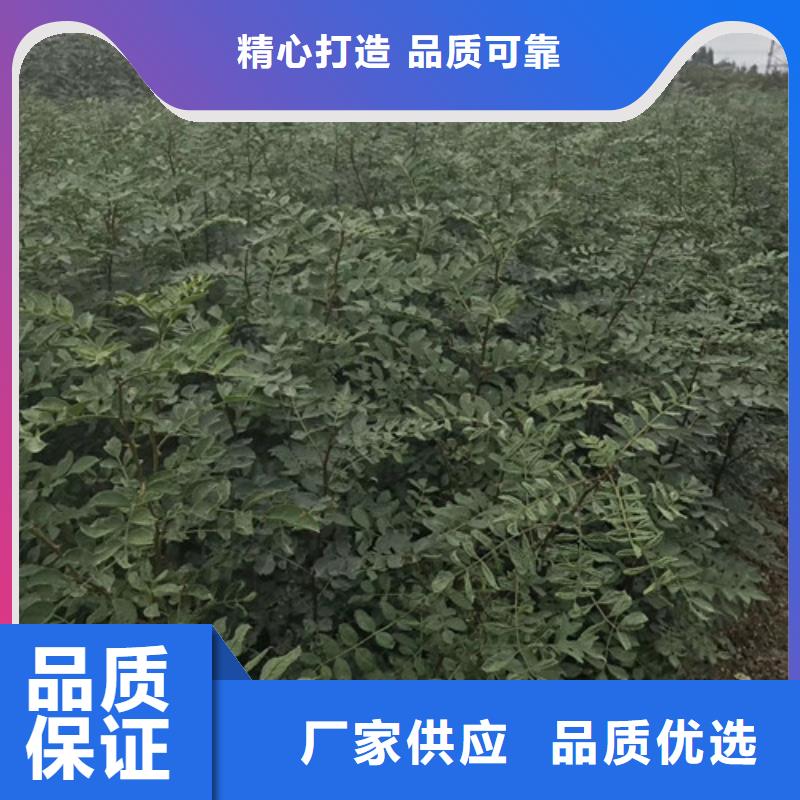 花椒苗板栗苗为您提供一站式采购服务