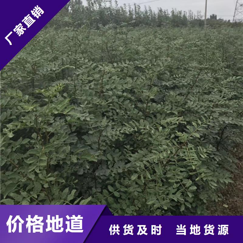 花椒苗核桃苗N年专注
