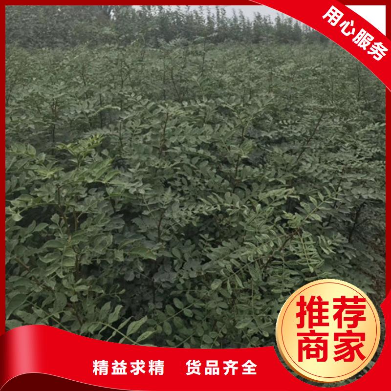 花椒苗核桃苗N年专注