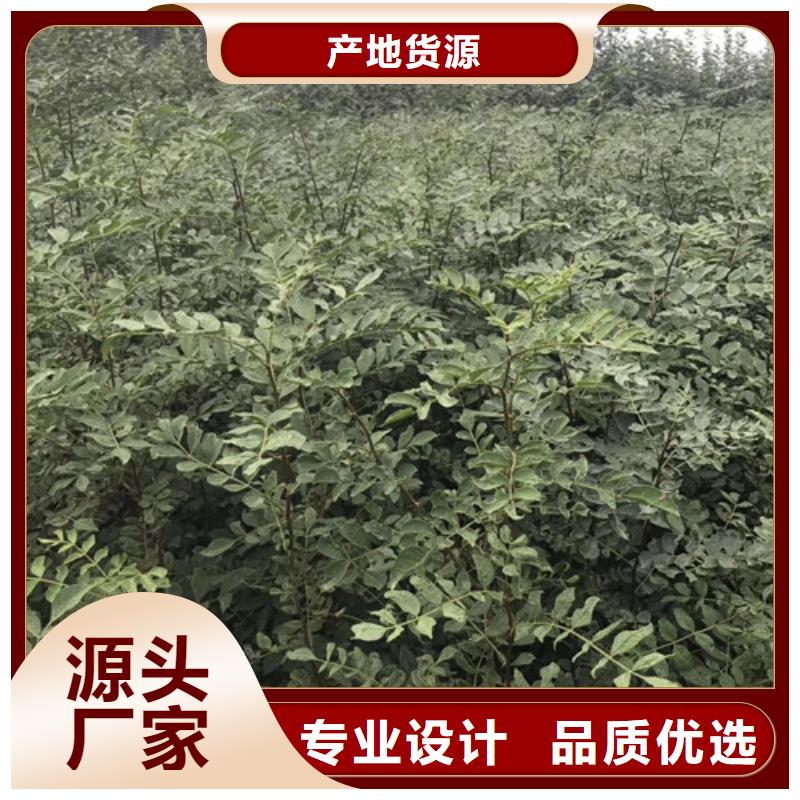 花椒苗板栗苗为您提供一站式采购服务