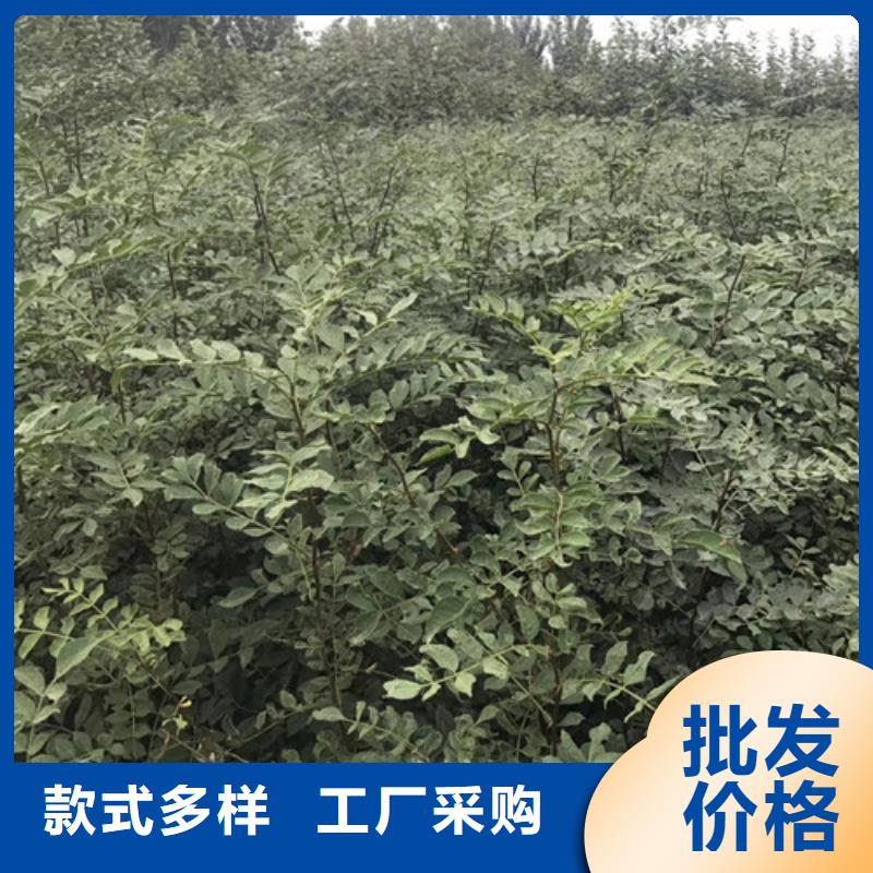 花椒苗梨树苗产地批发